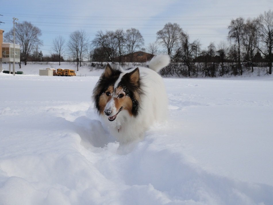 Shetland Sheepdogs in the snow