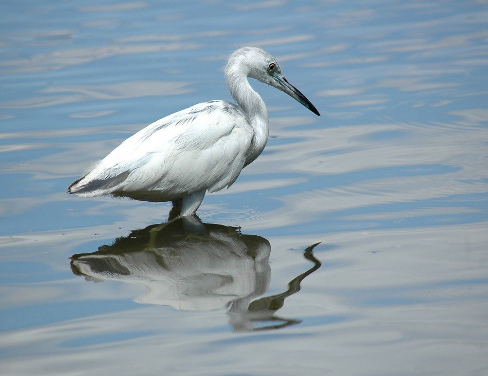 Beautiful White egret in wetland with reflection in the water