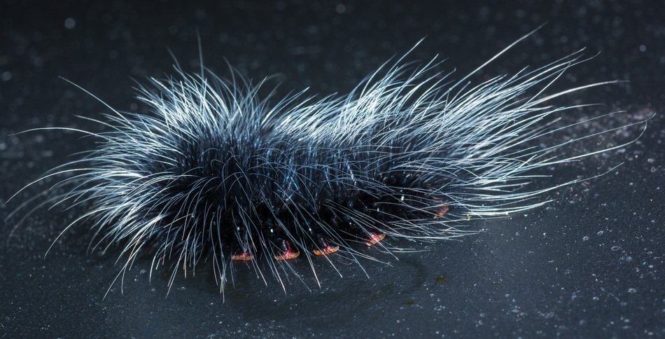 prickly caterpillar on a black background