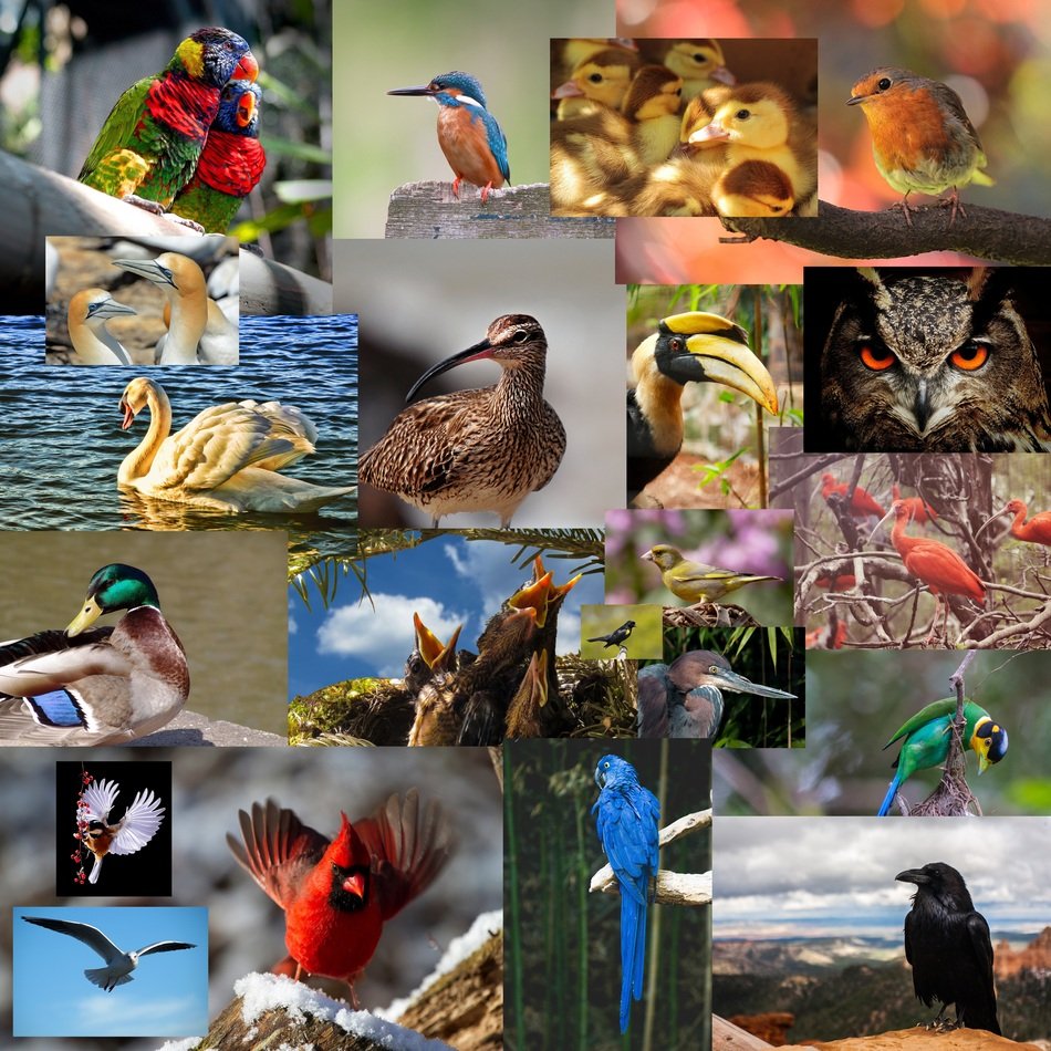a mosaic of pictures of birds