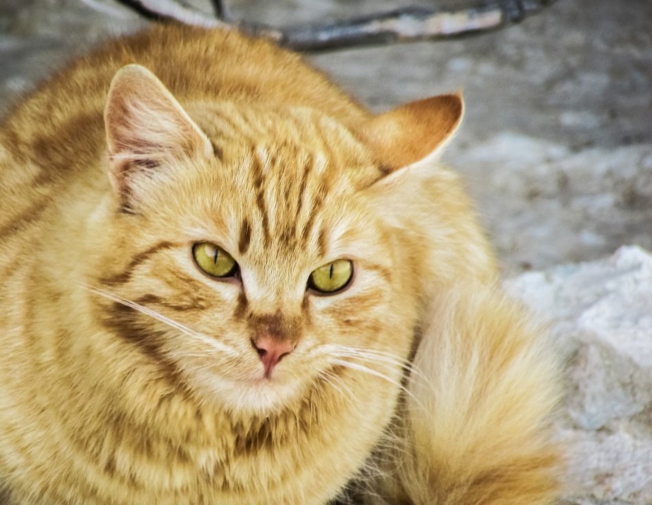 Beautiful and colorful cat with yellow eyes on the street