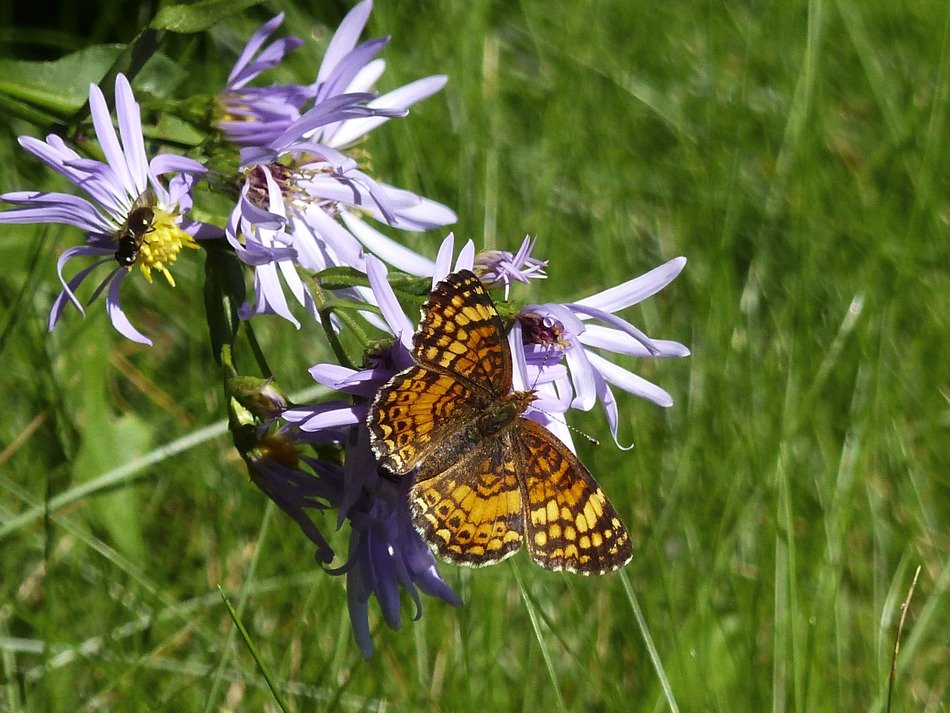 yellow spotted butterfly on a flower