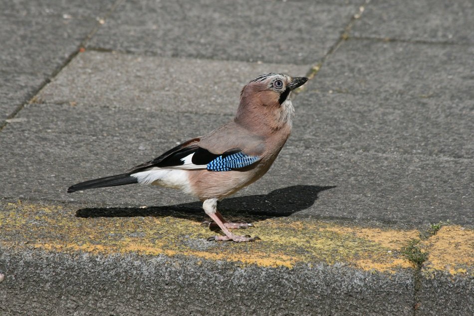 bird jay on the pavement on a sunny day