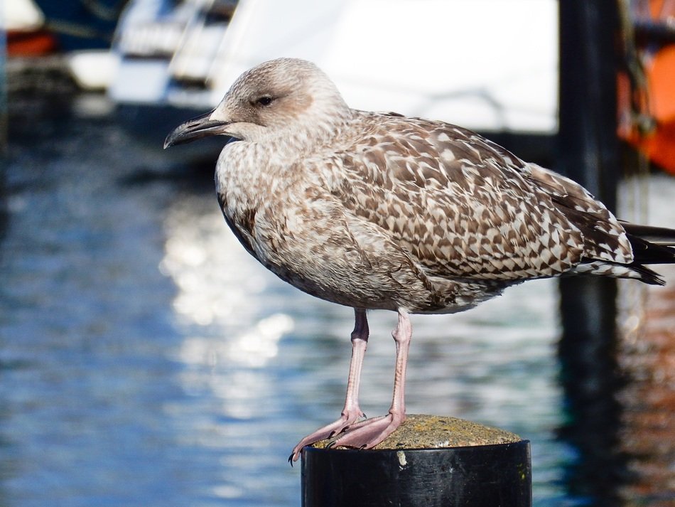 seagull in the sea port