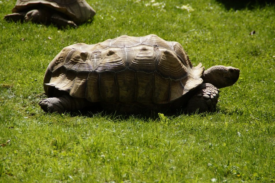 african spurred tortoise on grass, side view