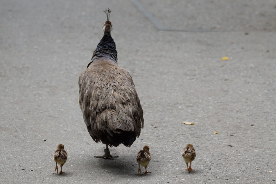 peacock with chicks on the pavement