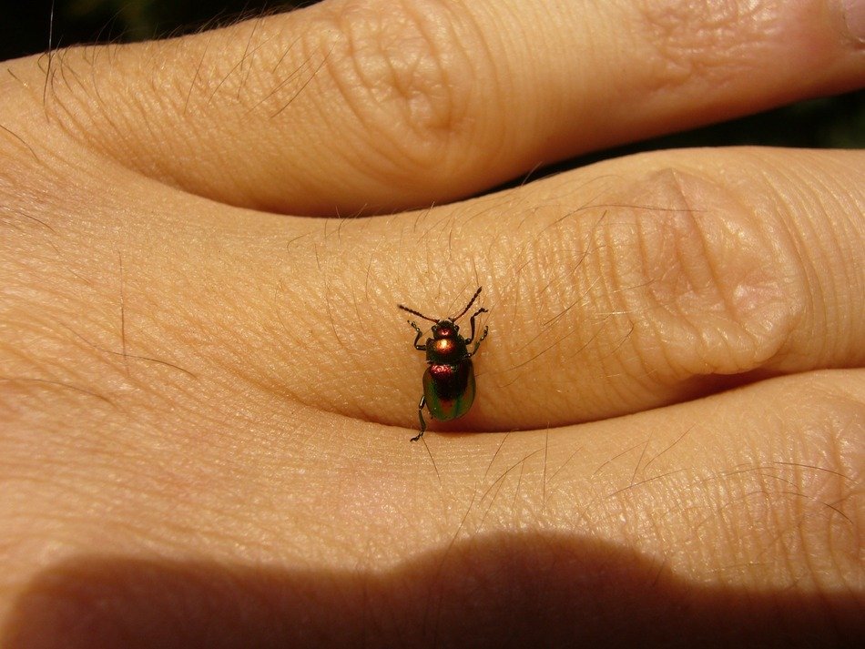 chrysomela varians on the hand