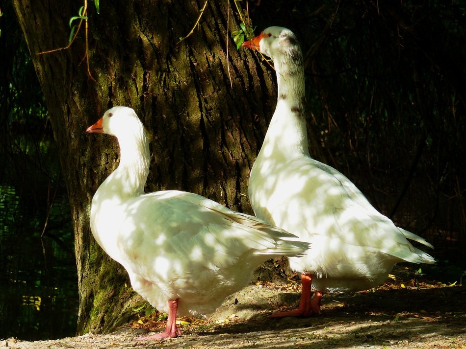 White Goose Family