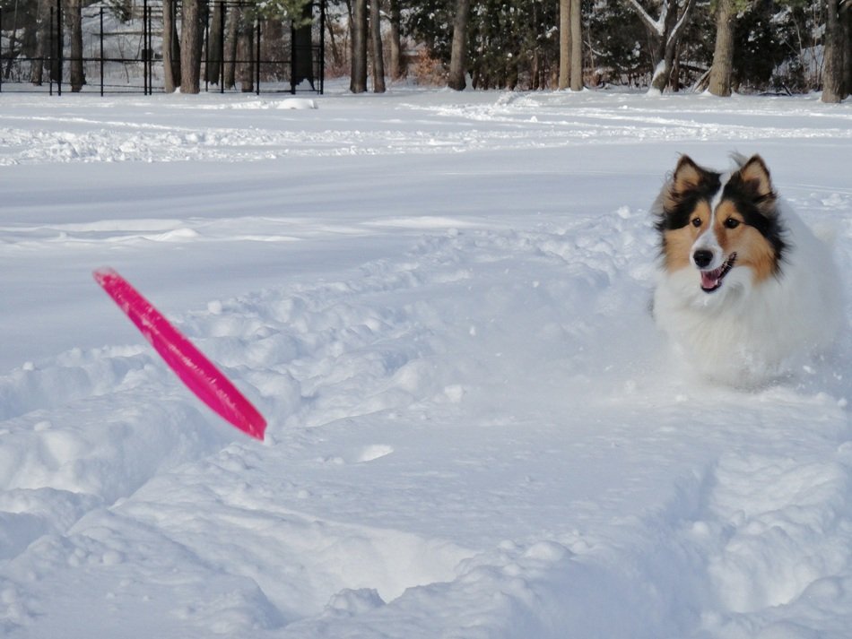 Beautiful, cute and colorful shetland sheepdog on the snowy field among nature