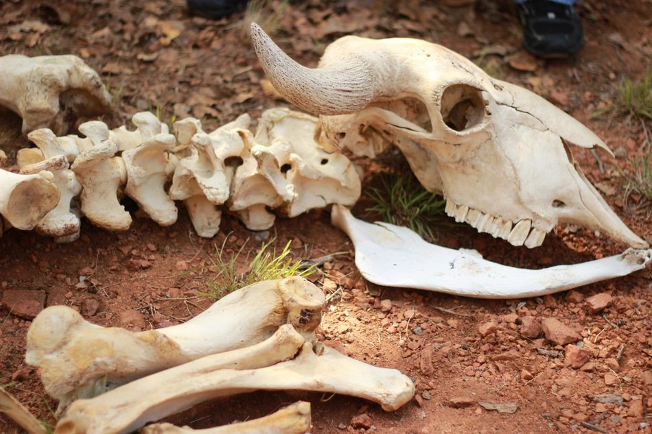 the skeleton of a bull lies in the sand