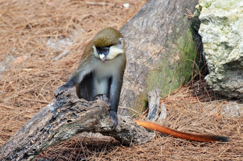 monkey on the root of a tree