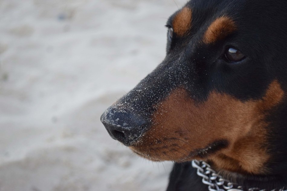 sand on the nose of a colorful and beautiful German pincher