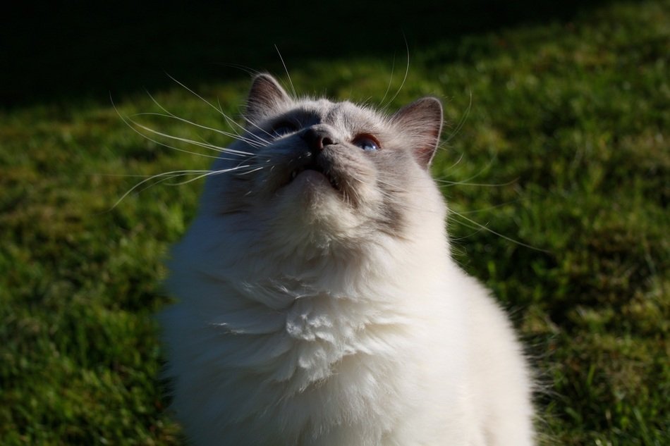 Lotus Cat