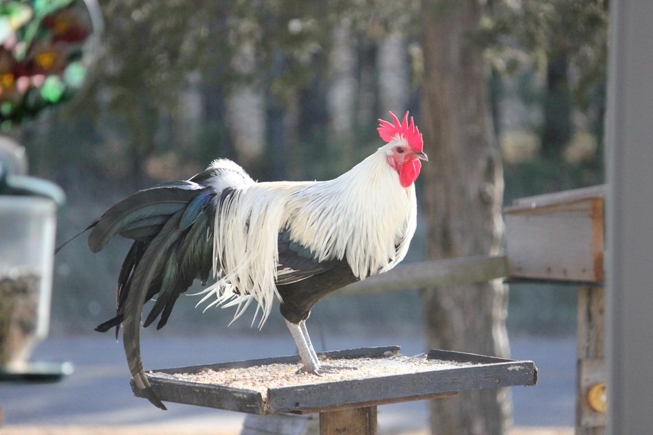 black and white rooster