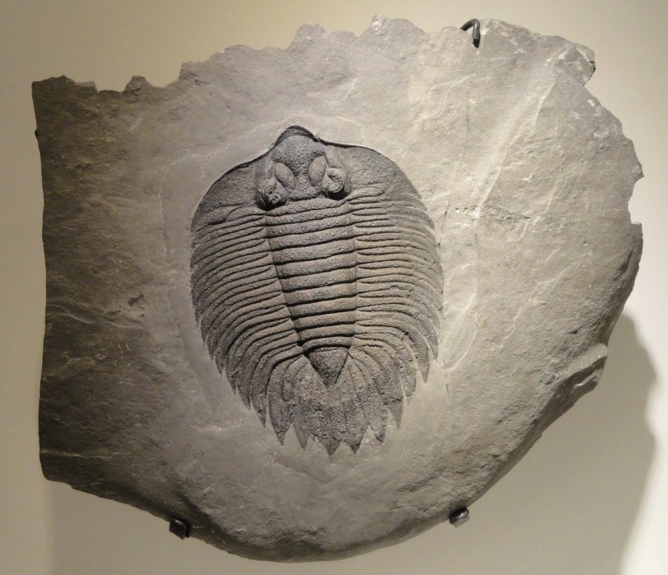 arctinurus boltoni close up