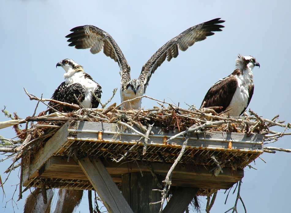 Ospreys in the nest