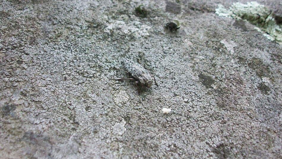 picture of gray beetle camouflages on stone