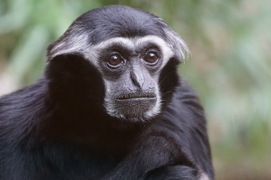 photo of black gibbon on a blurred background