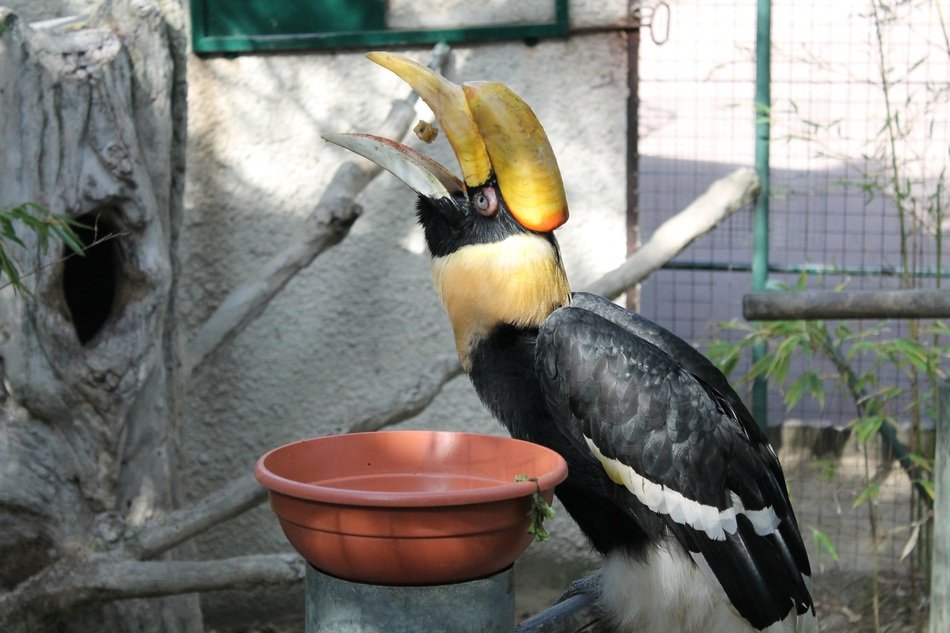 toucan near the bowl in france