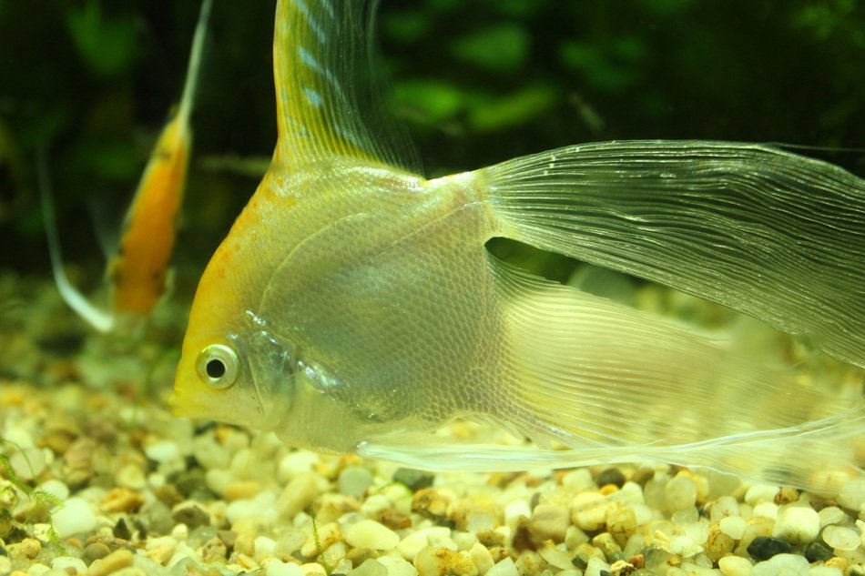 beautiful and cute Goldfish