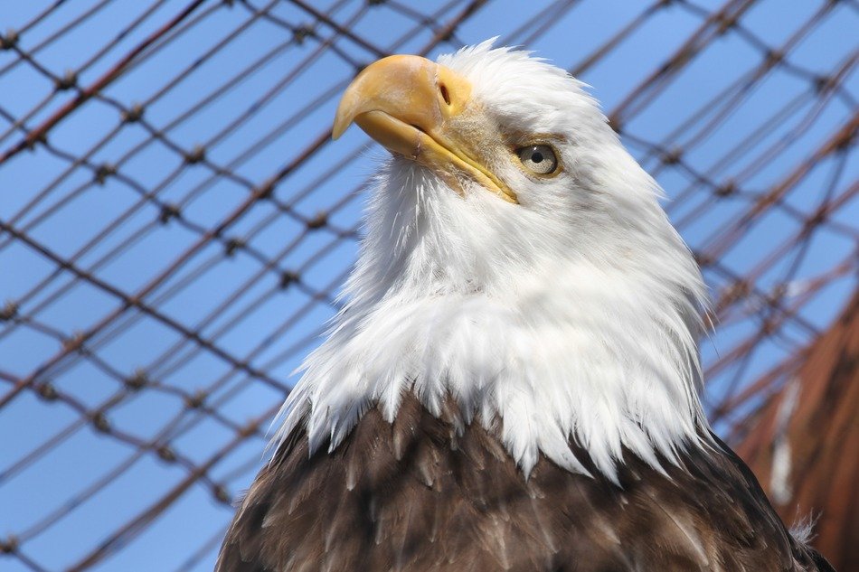 picture of the Bald Eagle in the zoo