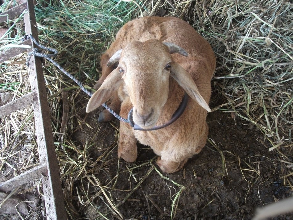 goat lies near the fence, view from above