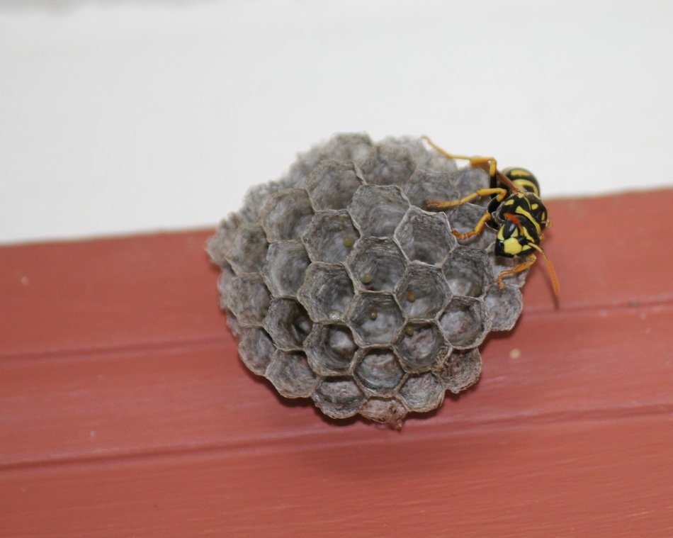 wasp on round comb