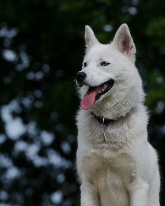 Husky on a background of green trees