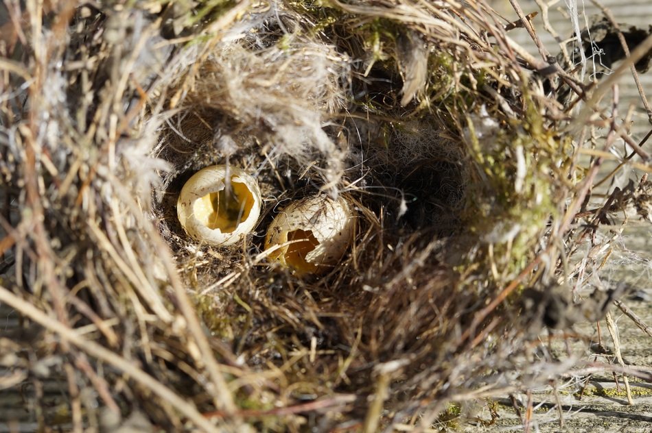 robbed bird's eggs