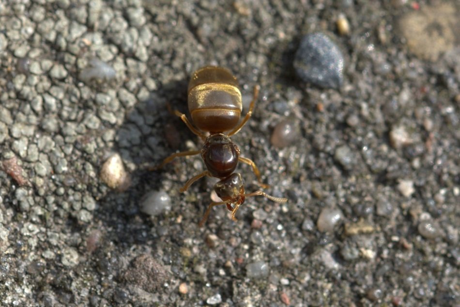 close-up of an ant queen