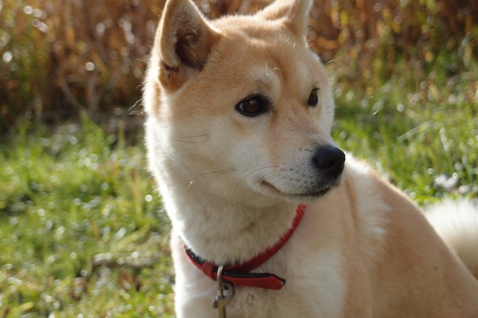 beautiful and cute Dog Shiba