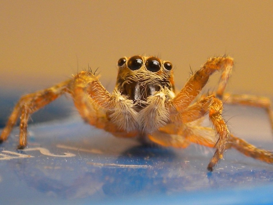 yellow spider with four eyes at blurred background