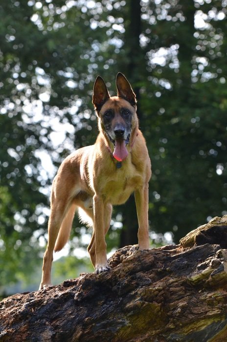 malinois in the summer forest