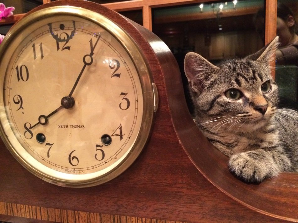 kitten near the big clock