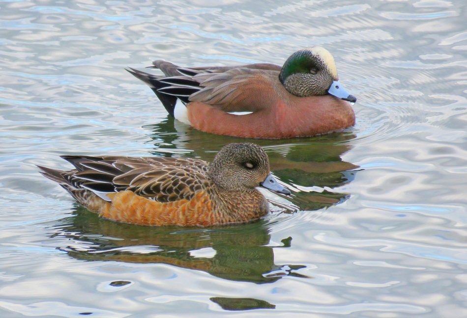 beautiful ducks in the water