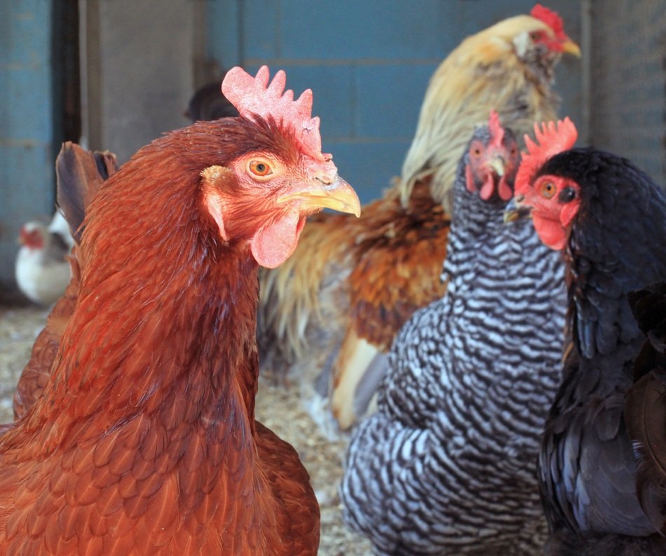 farm chickens, rhode island, new england
