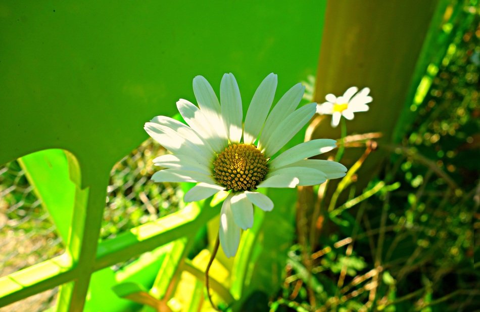 oxeye daisy in the garden