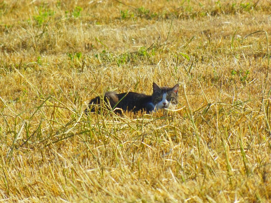 cat among the fields in summer