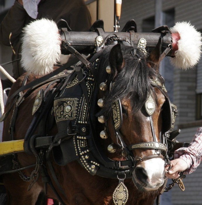 Horse party