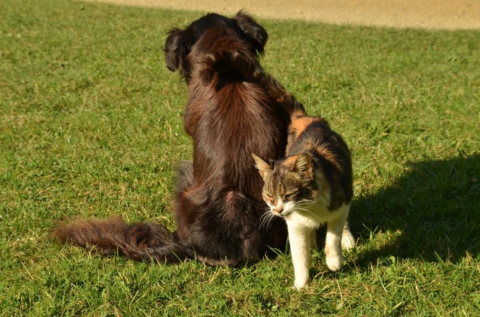 Dog and Cat side by side on lawn
