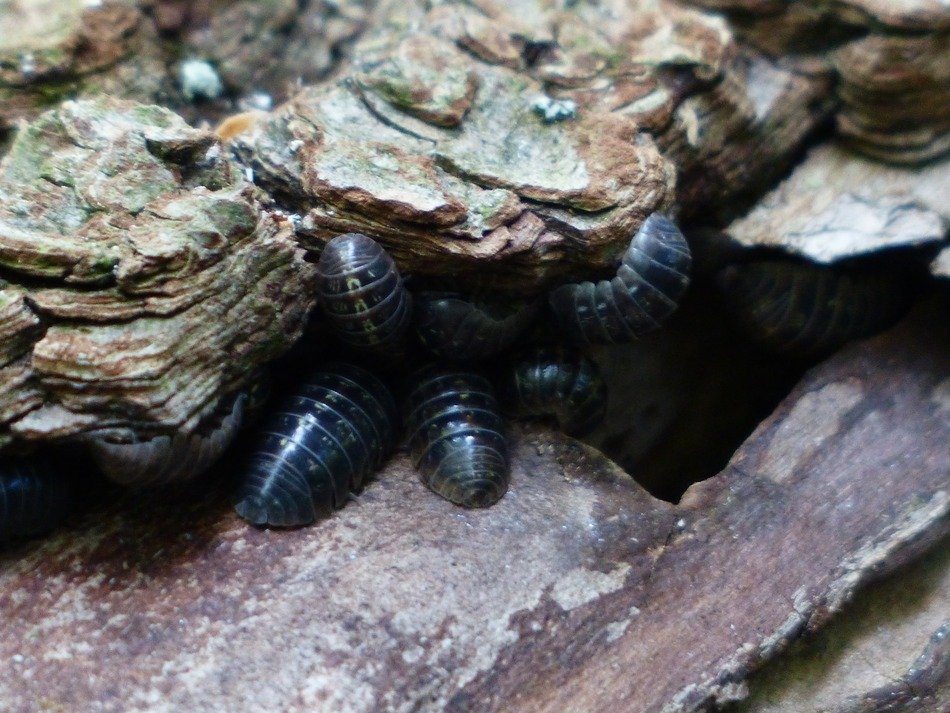 Ground Woodlice