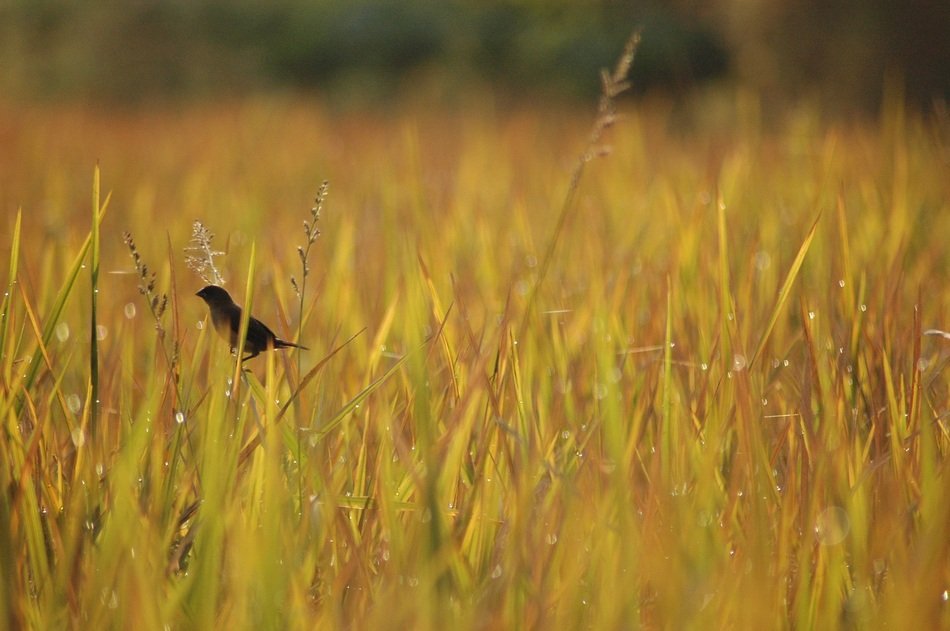 Bird in grass at Morning