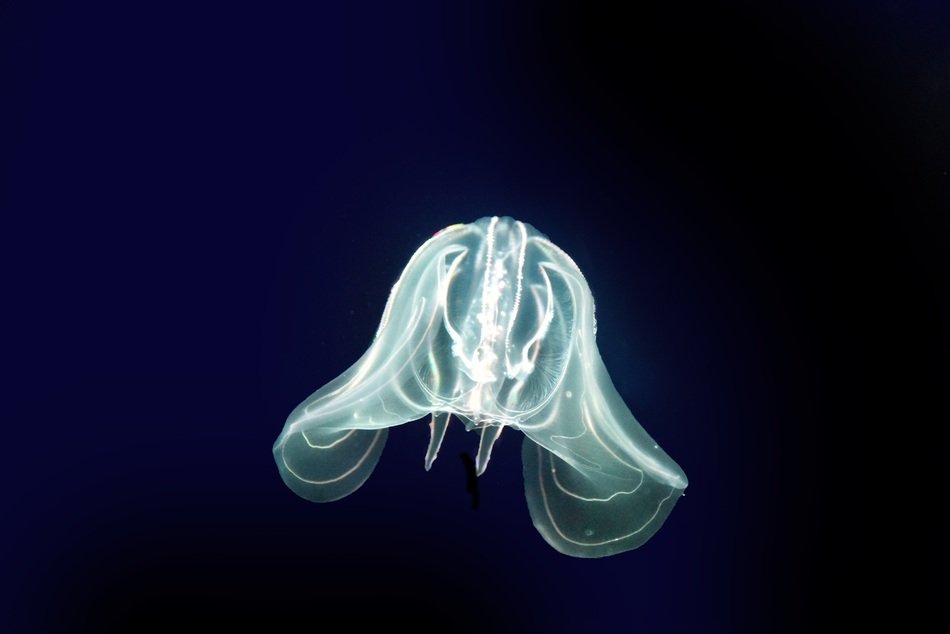 Cnidarians jellyfish in the sea