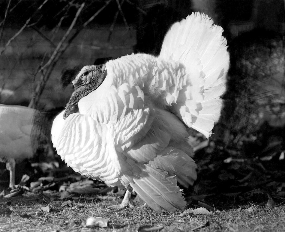 black and white photo of a white turkey on the street