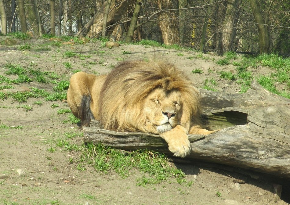lion in the sun in the park