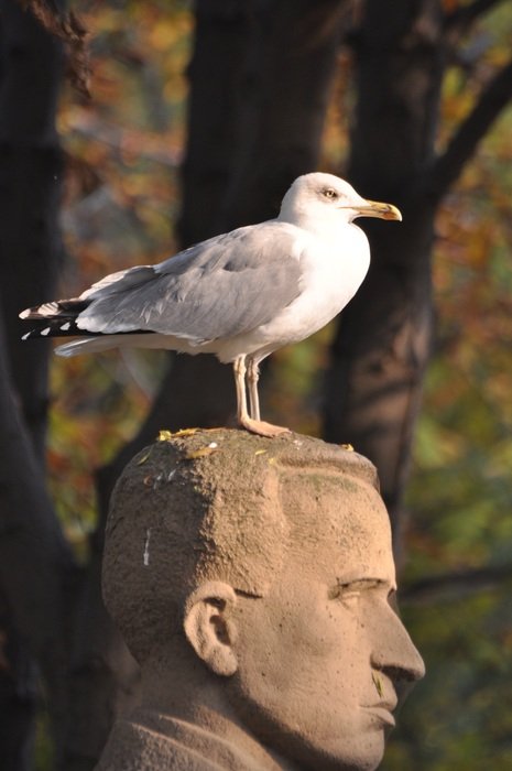 Seagull on stone monument’s head on blurred background