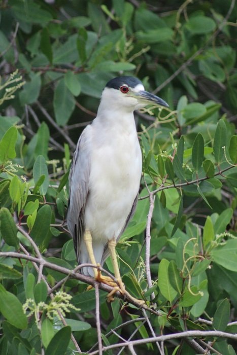 Back And White heron on branch at greenery