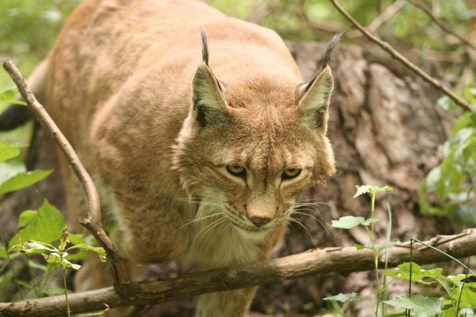 lynx behind tree branches