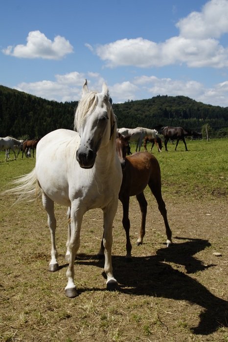 mare herd in paddock