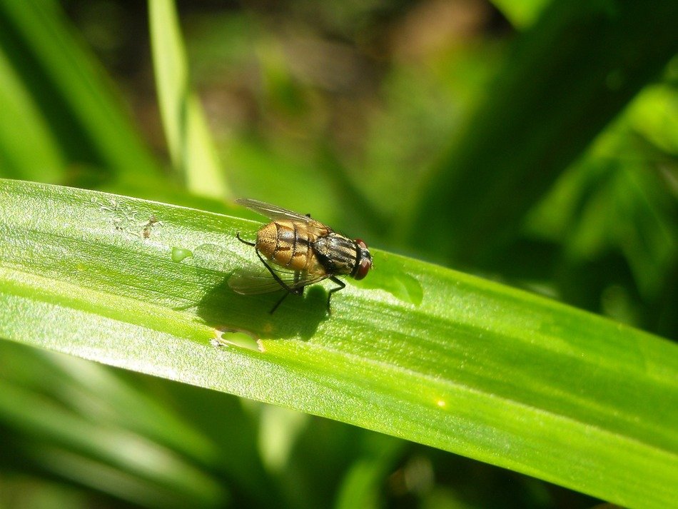 insect on the pandan